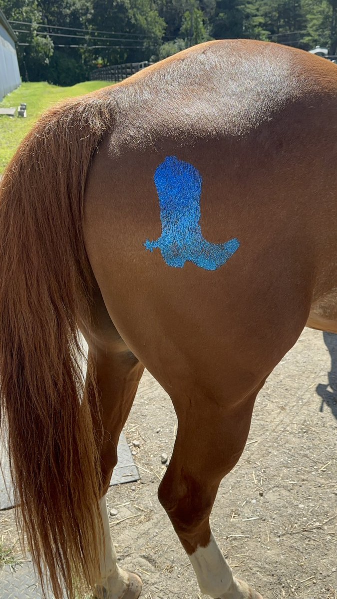 A little glitter action thanks to the amazing @armorequestrian 
Checkout their page and use code Kayla15
Such a fun thing to do with your horse esp if you’re going out for a ride or to a show.