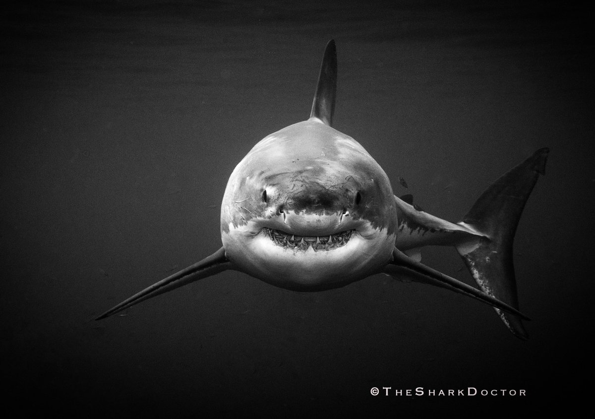Dr. Craig O'Connell (@thesharkdoctor) on Twitter photo Happy <a href="/SharkWeek/">Shark Week</a> everyone!!
This is one of my favorite photos that I have taken and likely is the last great white shark photo I ever take at Guadalupe Island — the legendary hotspot for some of the biggest great whites on Earth.
Did you know… Happy <a href="/SharkWeek/">Shark Week</a> everyone!!
This is one of my favorite photos that I have taken and likely is the last great white shark photo I ever take at Guadalupe Island — the legendary hotspot for some of the biggest great whites on Earth.
Did you know…