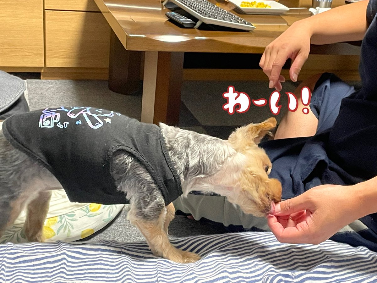 rechuya's tweet image. 今年初のゆでトウモロコシ
イチ🐶も少しもらえた。良かったね☺️
