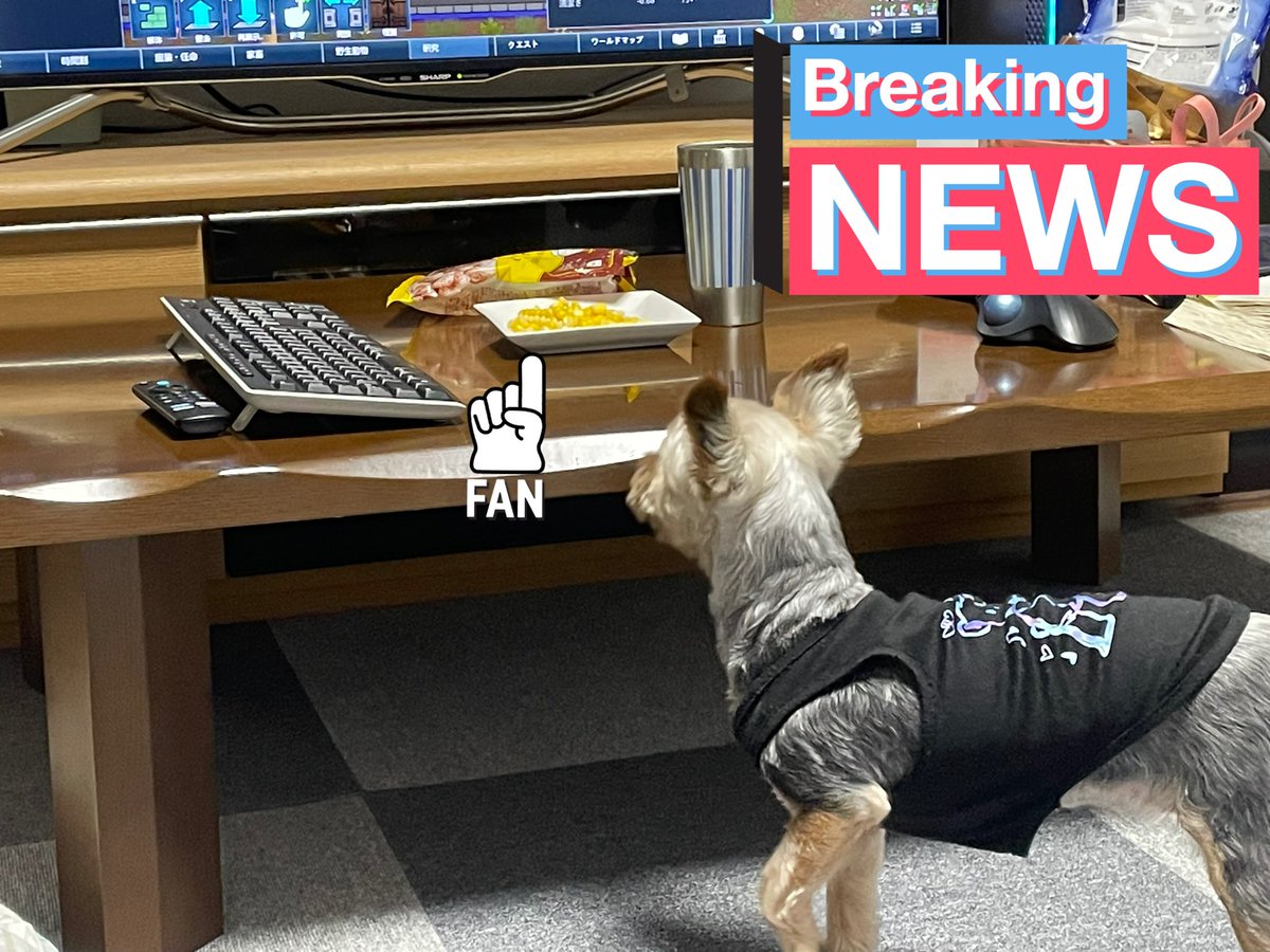 rechuya's tweet image. 今年初のゆでトウモロコシ
イチ🐶も少しもらえた。良かったね☺️