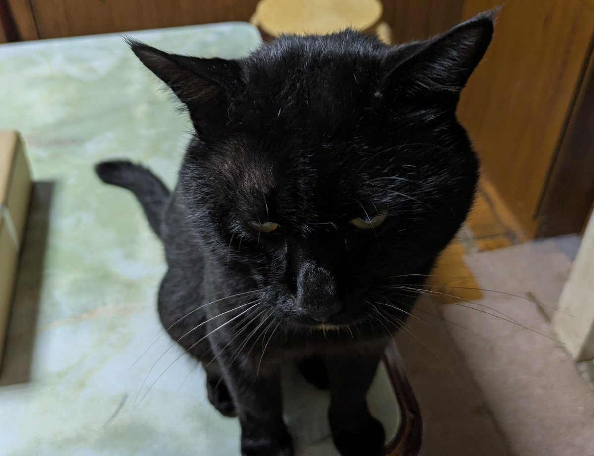 2610Am's tweet image. 色々な猫
#猫のいる暮らし