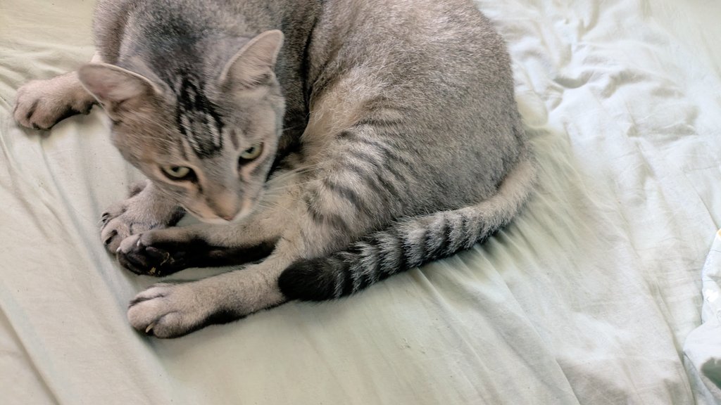 2610Am's tweet image. 色々な猫
#猫のいる暮らし