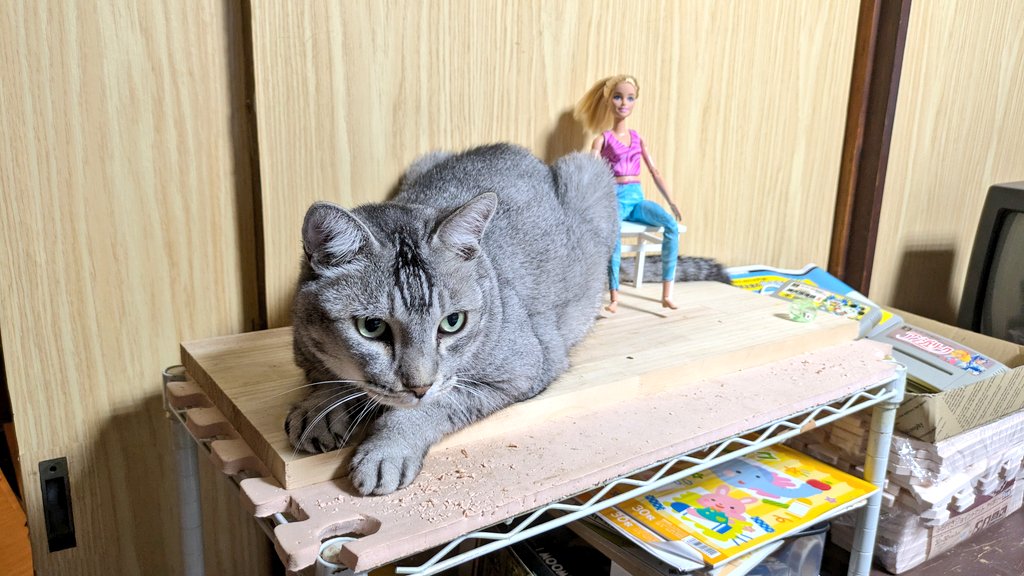 2610Am's tweet image. 色々な猫
#猫のいる暮らし