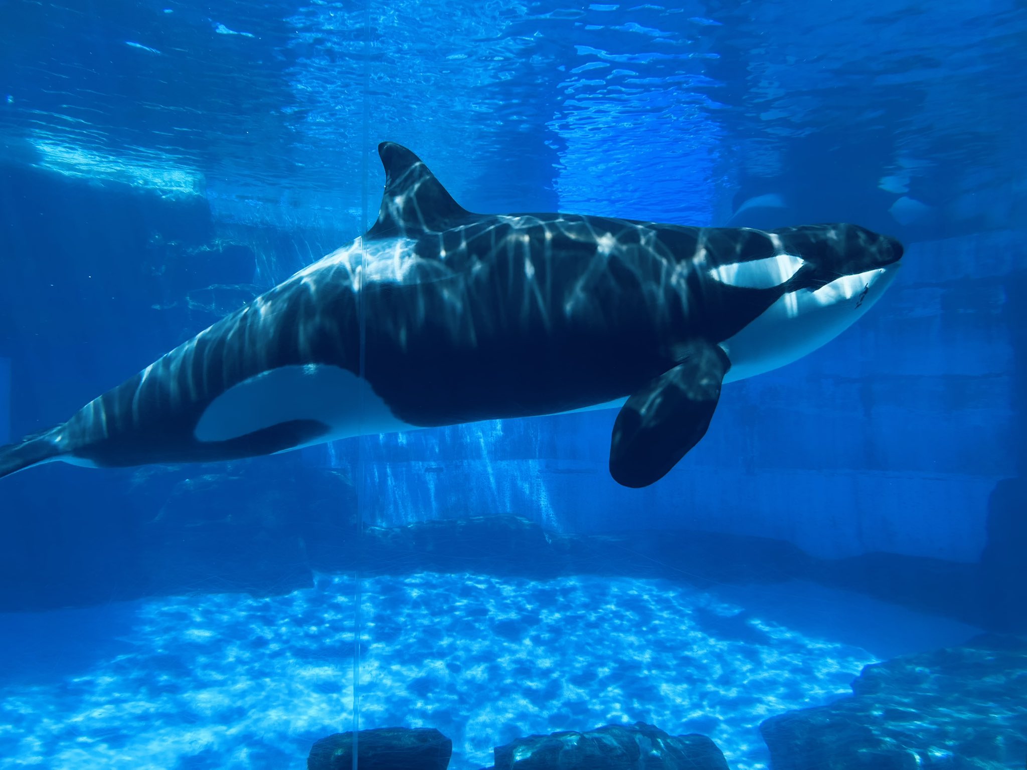 名古屋港水族館　南知多ビーチランド　スピードくじ　特賞　激レア 雨の日の楽しみ方！ - 体験型水族館とおもちゃ遊園地 南知多
