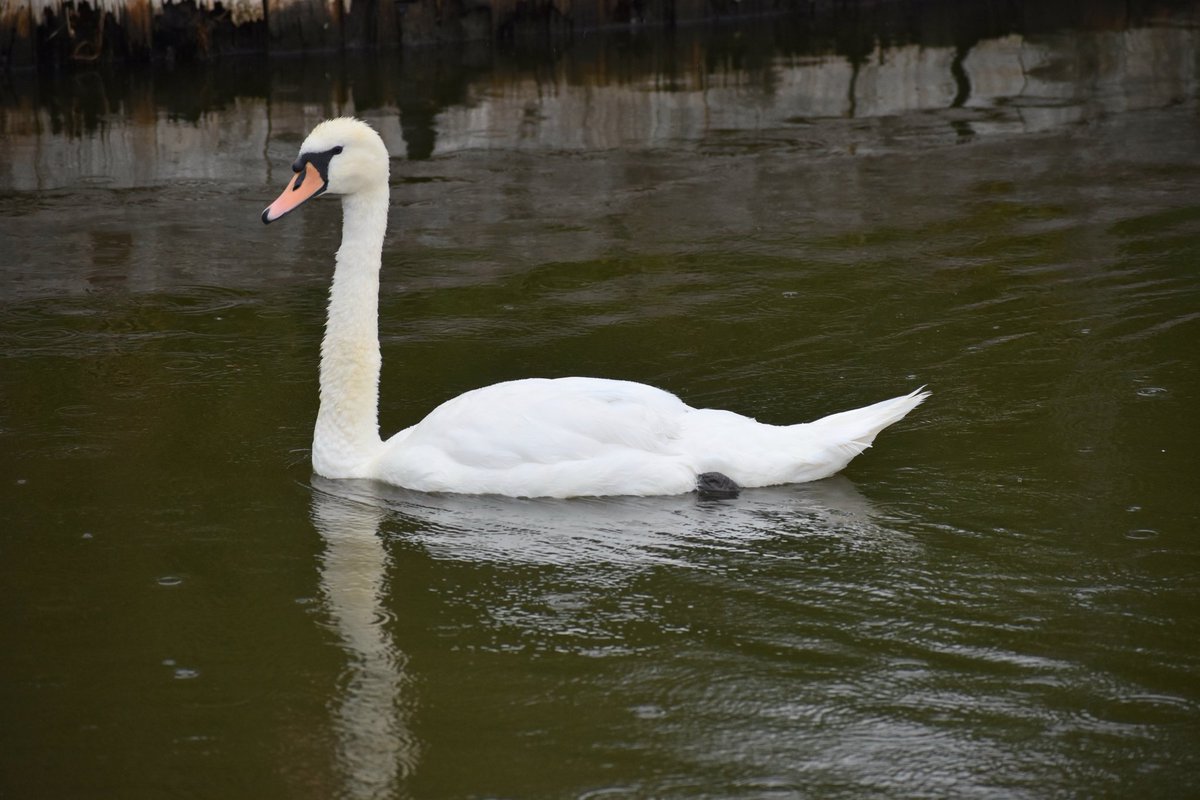 David Bridges (@dbridges64david) on Twitter photo Happy #Swanday 
#photo #photography Happy #Swanday 
#photo #photography