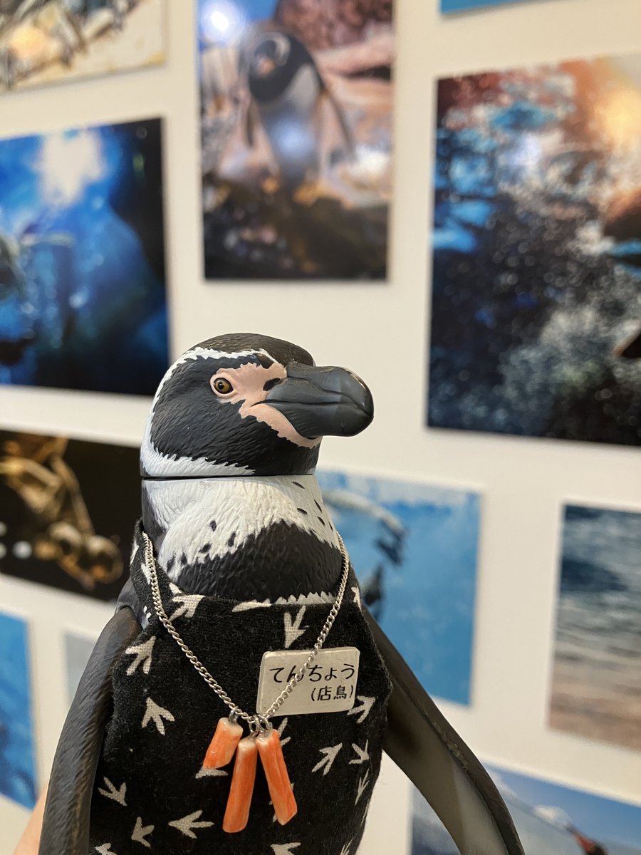 _98pen's tweet image. 写真を見たり撮ったり楽しめるのがペンぎょ展の良いところ👌

 #ペンぎょ展 
#ペンぎょ展2025