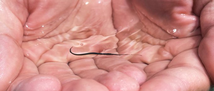 海水浴中
友人が見つけた魚の赤ちゃん

※すぐ逃したので安心じゃ 