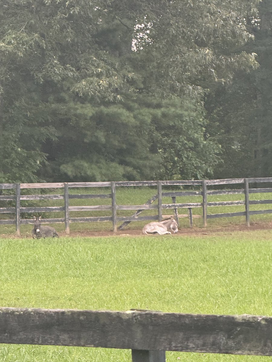 timburchett's tweet image. Hey Donkeys did y’all knock that hole in the fence? “No we woke up and it was just like that” #farmlife
