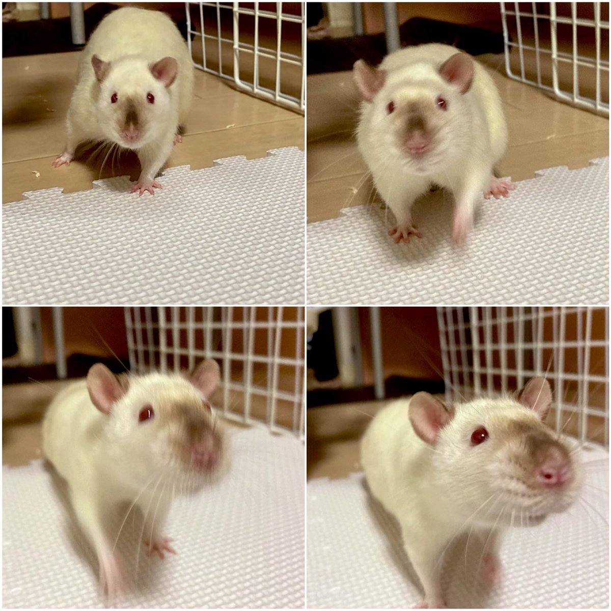 mb8lnmm's tweet image. ねじゅみが待ってるんだ！
早く仕事から帰りたいんだ！🐀
涼しい部屋でまったりしてる
ねじゅみを早く見たいんだ🐀🐀