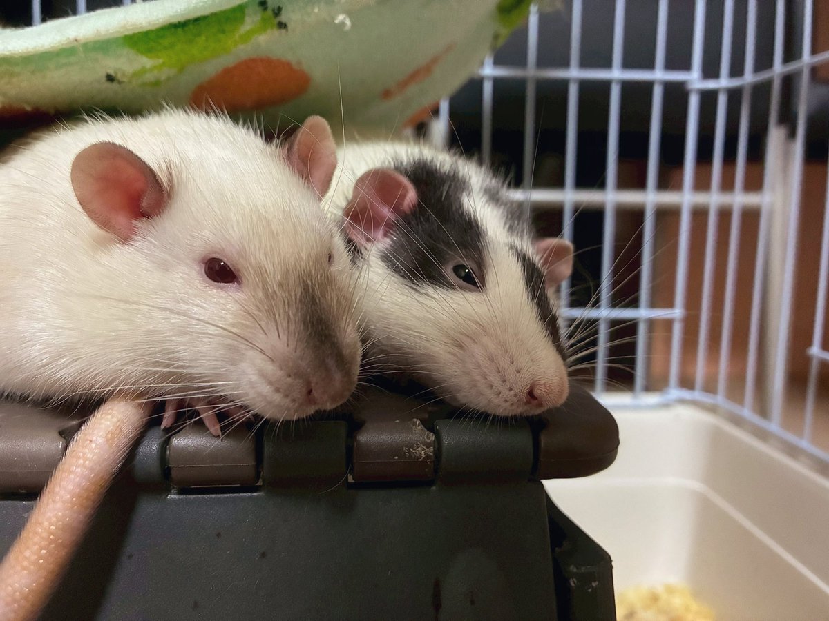 mb8lnmm's tweet image. ねじゅみが待ってるんだ！
早く仕事から帰りたいんだ！🐀
涼しい部屋でまったりしてる
ねじゅみを早く見たいんだ🐀🐀