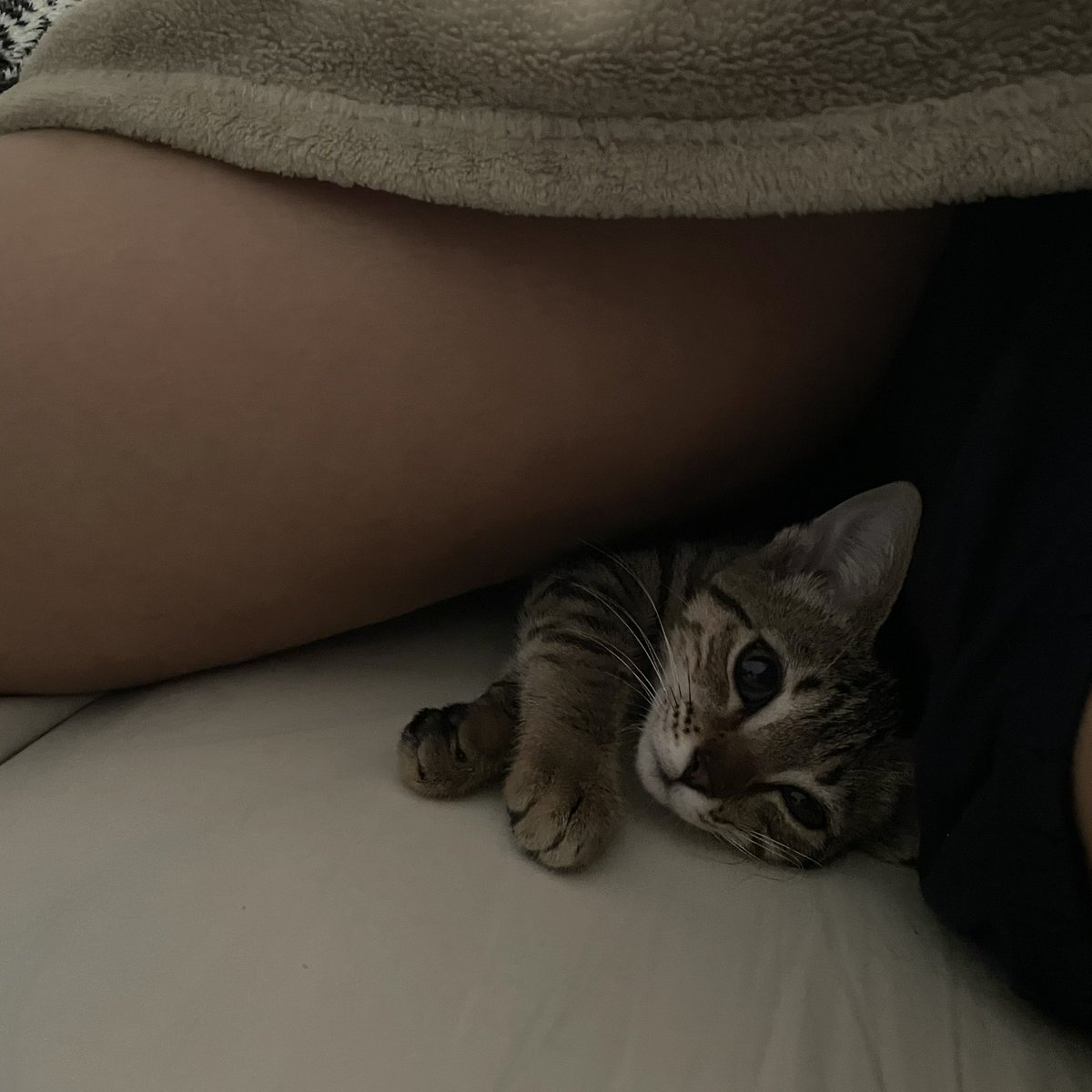 saemiart's tweet image. desde que a nalinha chegou minha mulher tem competição para fazer conchinha