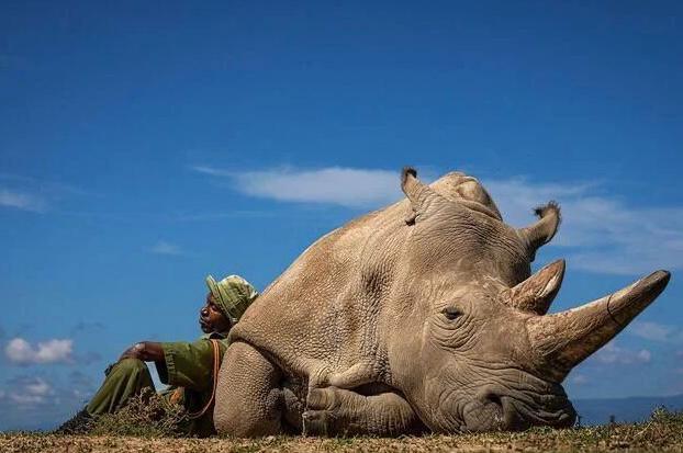 naturelifeok1's tweet image. One of the two remaining northern white rhinos in the world, guarded 24 hours a day