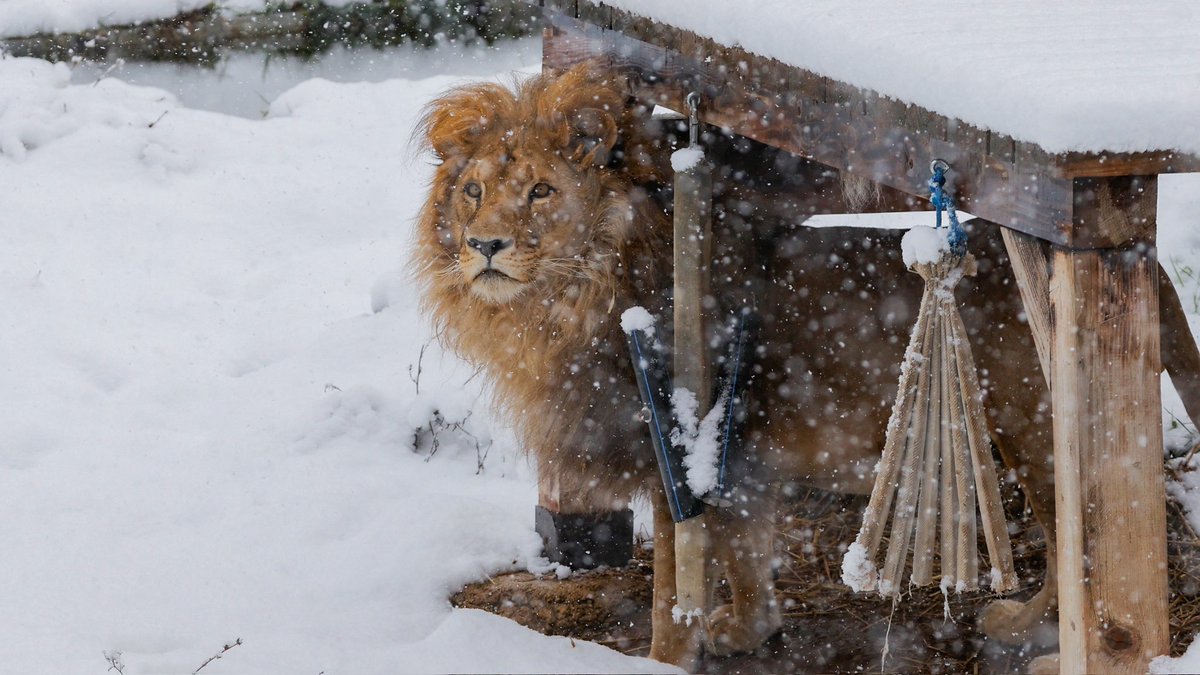 kos_data's tweet image. 🇽🇰 Kosovo lion "Gjon" has moved to Netherlands for better living conditions.
Gjon was sheltered in Kosovo after it was rescued from a local restaurant where it was kept to amuse clients.