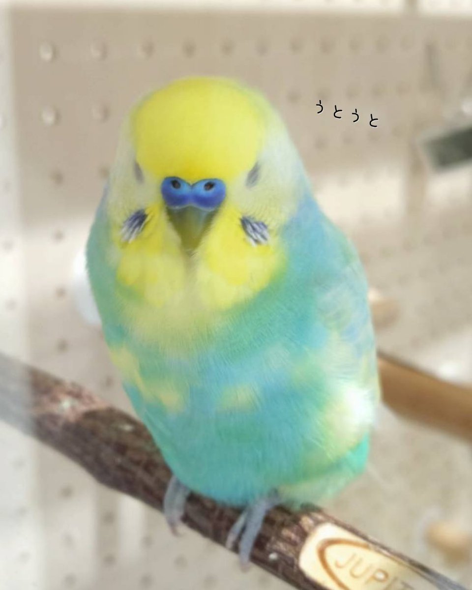 shirotan27's tweet image. プリンちゃん、遊び疲れちゃったのかな😊😊