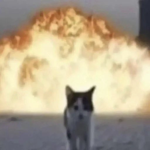 0x_ultra's tweet image. stop deploying stablecoins backed by tbills
start deploying ohm forks which take in tokenized defence stocks
new meaning to defending the peg
