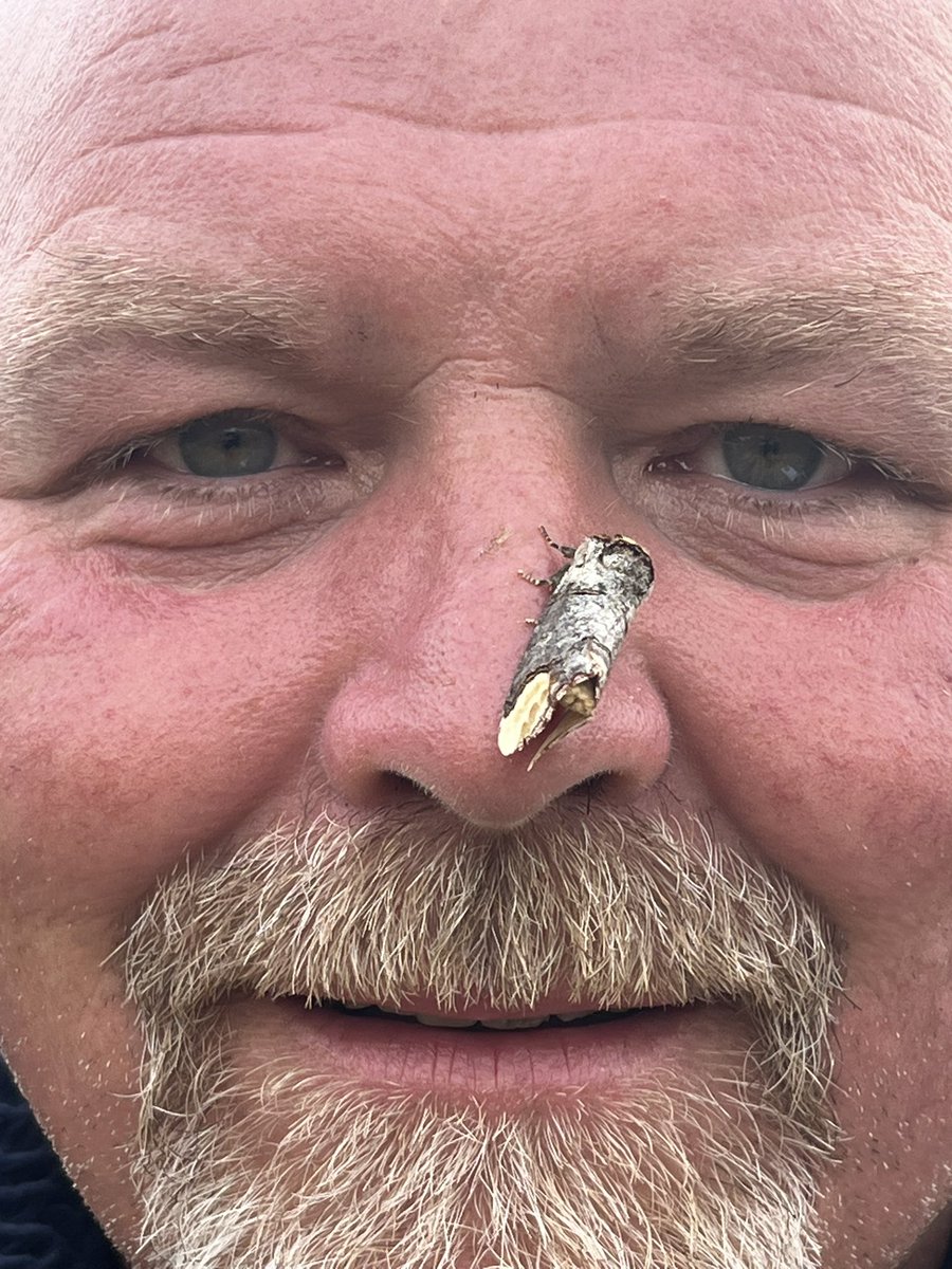 marcbuzzard's tweet image. A fantastic weekend mothing with @saturdaycatbird and @OwenPar91687609 . Great to see so many friends at Pensychnant today. Highlights - Chestnut-coloured Carpet, Straw Underwing, Orange Footman, Blackneck, Brindled Orche and many more amongst many hundreds of 70+ species ☺️👍