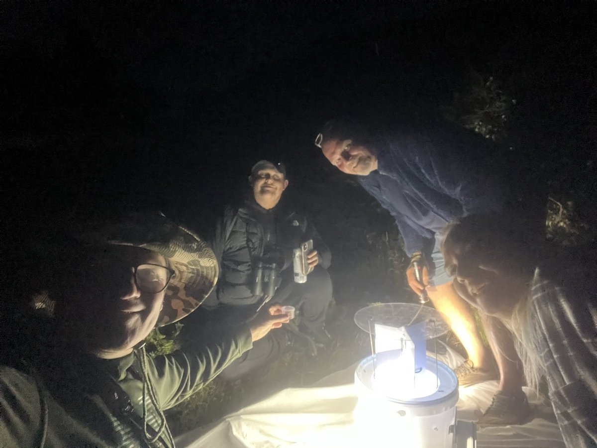 marcbuzzard's tweet image. A fantastic weekend mothing with @saturdaycatbird and @OwenPar91687609 . Great to see so many friends at Pensychnant today. Highlights - Chestnut-coloured Carpet, Straw Underwing, Orange Footman, Blackneck, Brindled Orche and many more amongst many hundreds of 70+ species ☺️👍