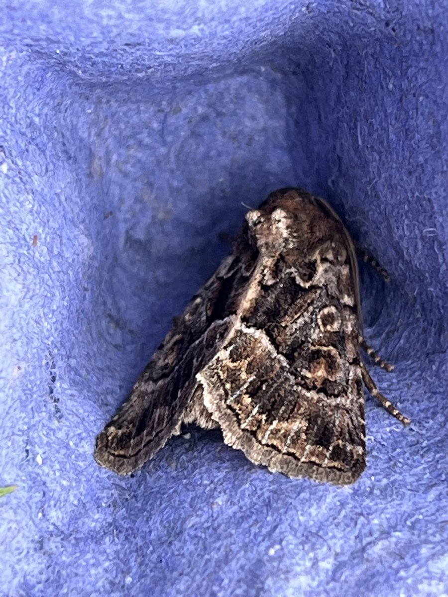 marcbuzzard's tweet image. A fantastic weekend mothing with @saturdaycatbird and @OwenPar91687609 . Great to see so many friends at Pensychnant today. Highlights - Chestnut-coloured Carpet, Straw Underwing, Orange Footman, Blackneck, Brindled Orche and many more amongst many hundreds of 70+ species ☺️👍