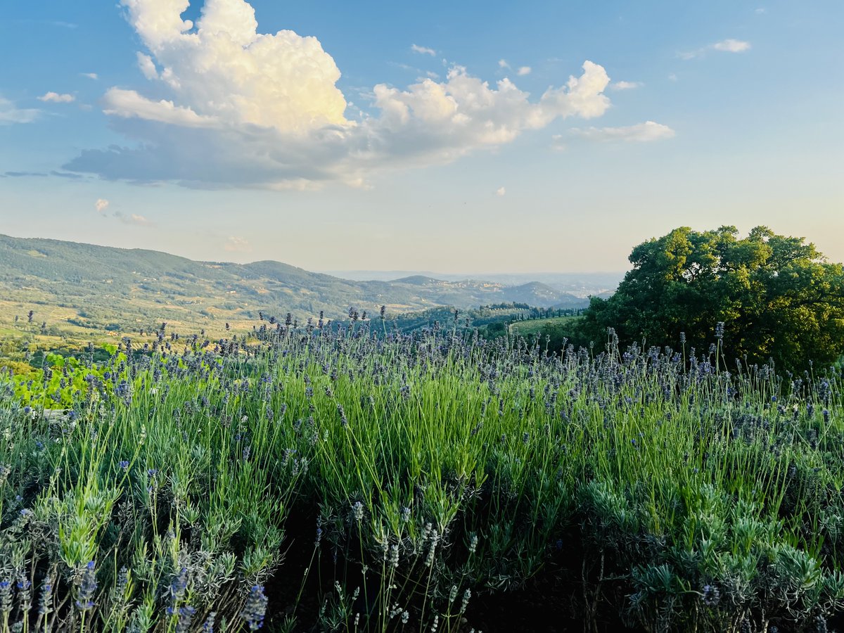 GerberKawasaki's tweet image. The Italian countryside in the hills above Florence, one of the great cities in the world. 😘