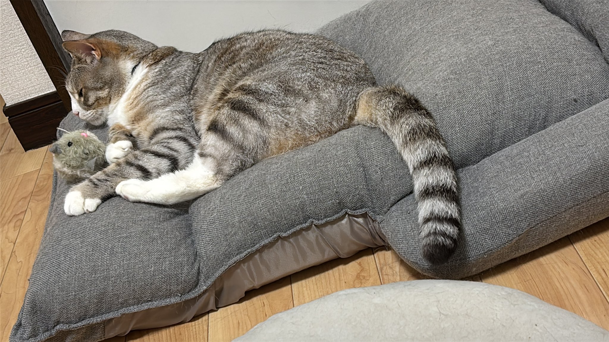 ねこ好き 🐸。 on X: 