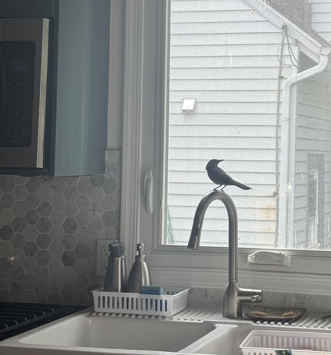 Had a visitor this morning.