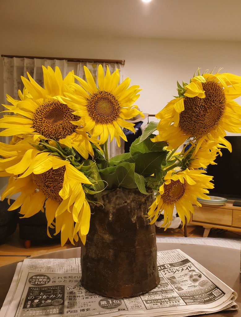 11Lightning's tweet image. 今日の撮影で摘み取ったひまわりを早速花瓶にﾄﾞﾎﾞｰﾝ🌻
何だか、ゴッホの向日葵が頭よぎるんだよね