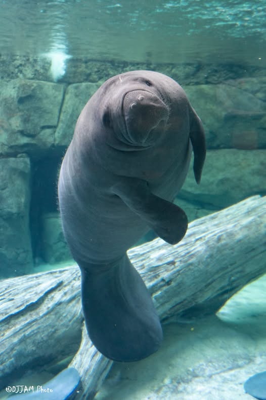 CincinnatiZoo's tweet image. Also called the sea cow, the manatee is the only herbivorous mammal specially designed to live its entire life in the water.