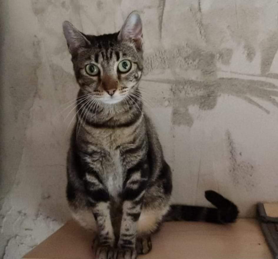 ¡¡¡ EN #ADOPCIÓN !!! #VALENCIA.

MAIKA DERRITE CORAZONES. 🥰🤩😍

Hembra de unos 2 añitos.
Dulzura en su máxima expresión, menudita...

Una gatita ideal para cualquier persona/familia porque es absolutamente achuchable. 😻

WhatsApp: 📱 627 62 78 35