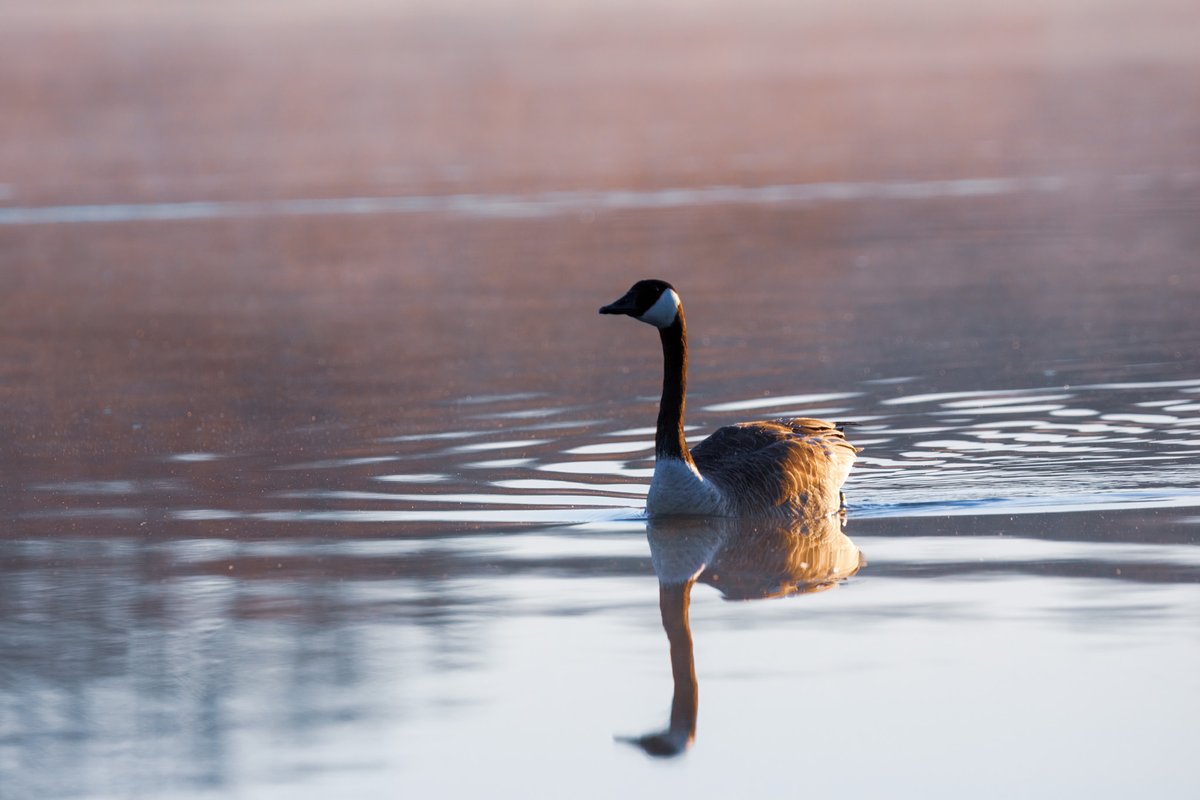 An isolated Canadian goose trying to catch up to its flock that had swam away far to the right.
#birding 
#birdphotography 
#naturephotography
#wildlifephotography