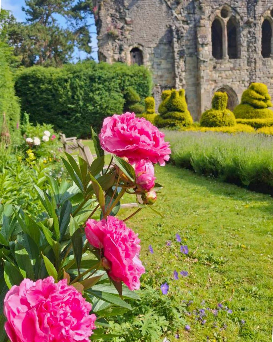 EnglishHeritage's tweet image. Bask in the peaceful ruins of Wenlock Priory this summer - admire some architectural excellence, listen to bees buzzing around the cloister garden and smell the fragrant blooms throughout the grounds. 🌸🐝✨