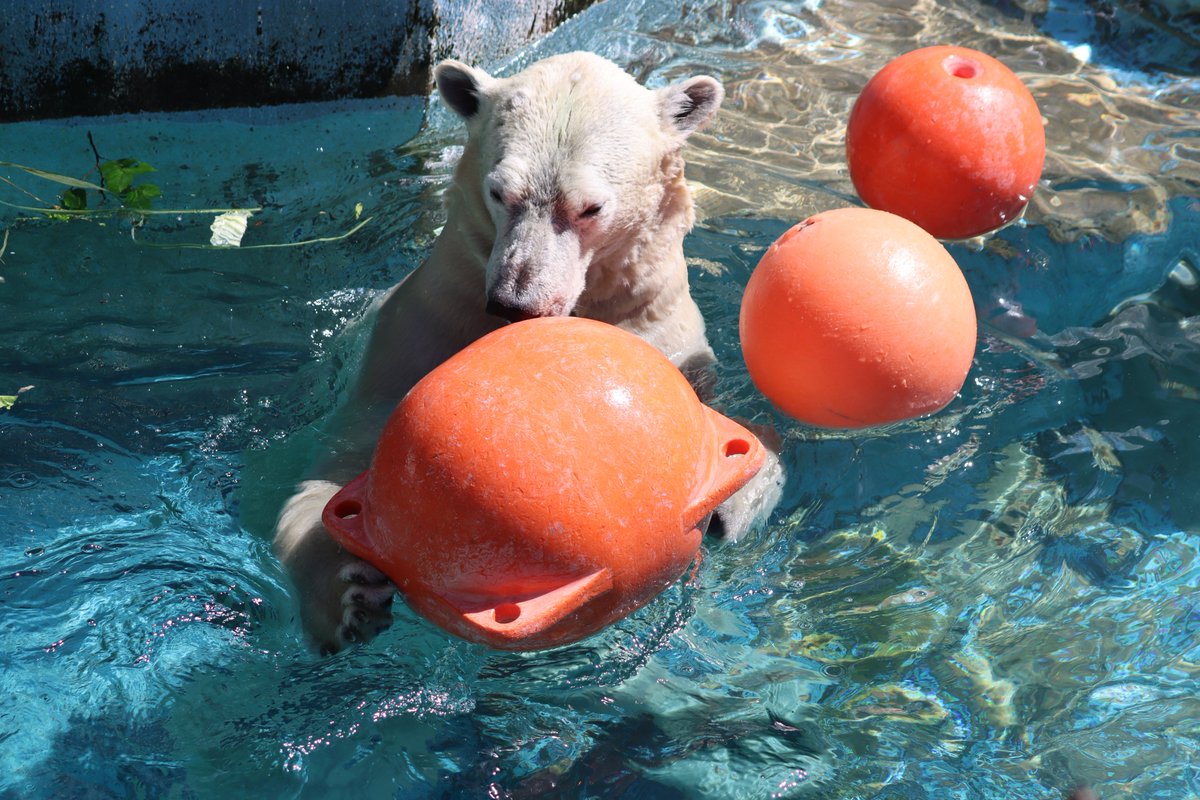 hkgskb's tweet image. ２個のオレンジブイが３個になる魔ホウ

2025.7
#天王寺動物園 #ホッキョクグマ #ホウちゃん