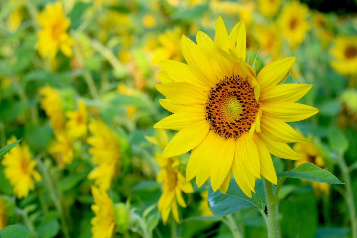 A field of sunflowers in Murfreesboro, TN. <a href="/FlowersDaily_/">Flowers</a> <a href="/nature_org/">The Nature Conservancy</a> <a href="/sunflowerlust/">Sunflowers 🌻</a>