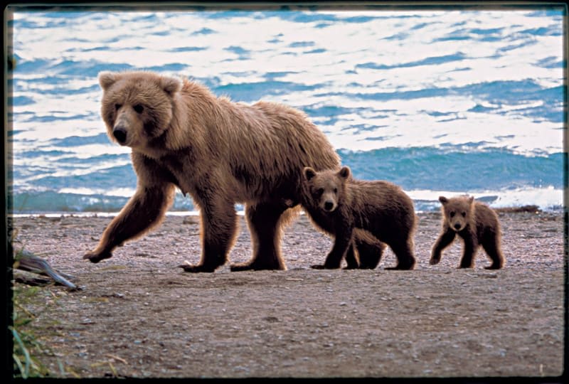 🐻🌲 Experience the breathtaking beauty of Alaska like never before! Witness the incredible wildlife near Brooks Camp in Katmai National Park.
Contact me today to book your journey and explore the wild wonders of Alaska! ✈️ 
#alaska #bookcelebritycruises #celebritycruises