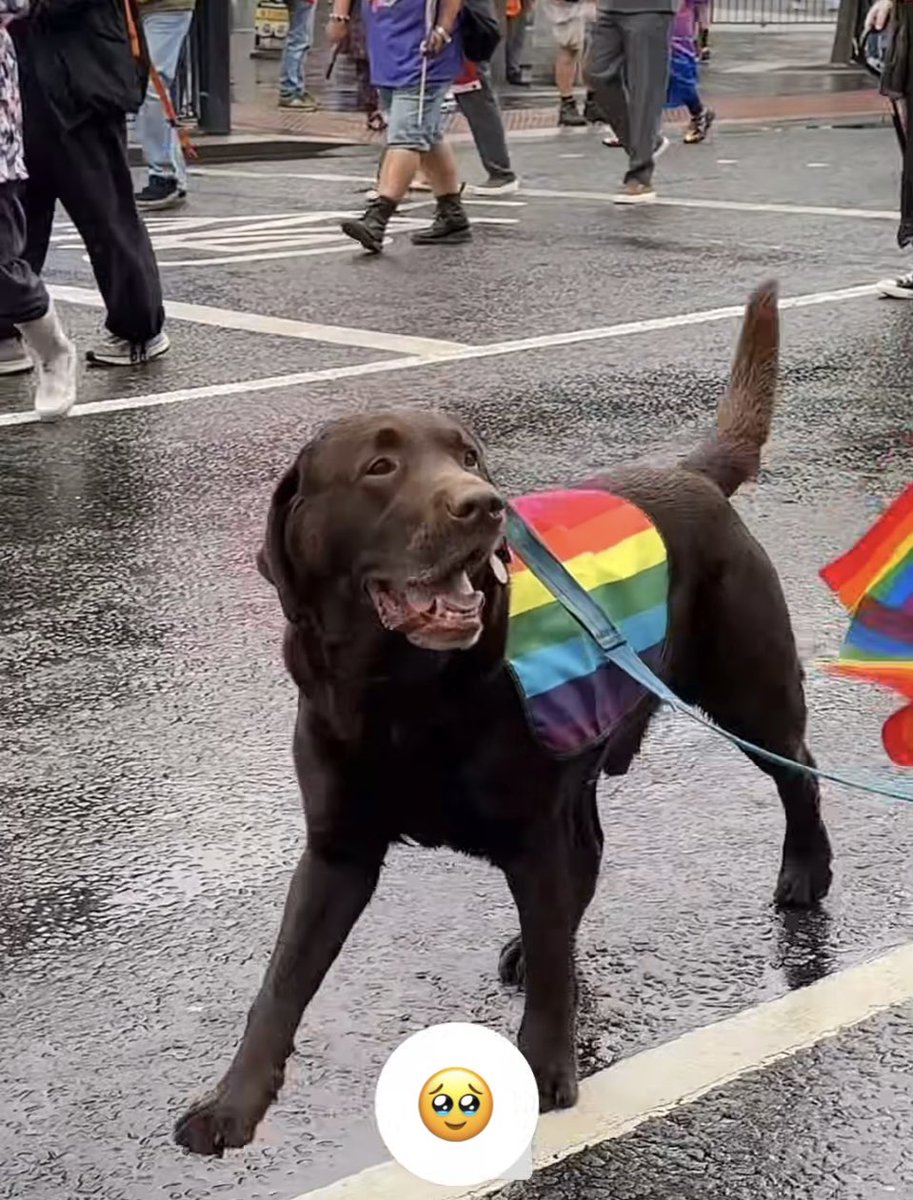 LWSNorthEast's tweet image. Target market for Newcastle Pride 2025 - children and dogs.
Apparently, dogs can be ‘trans’ now 🙄
#LetWomenSpeak #Newcastle #Toon #NorthEast
