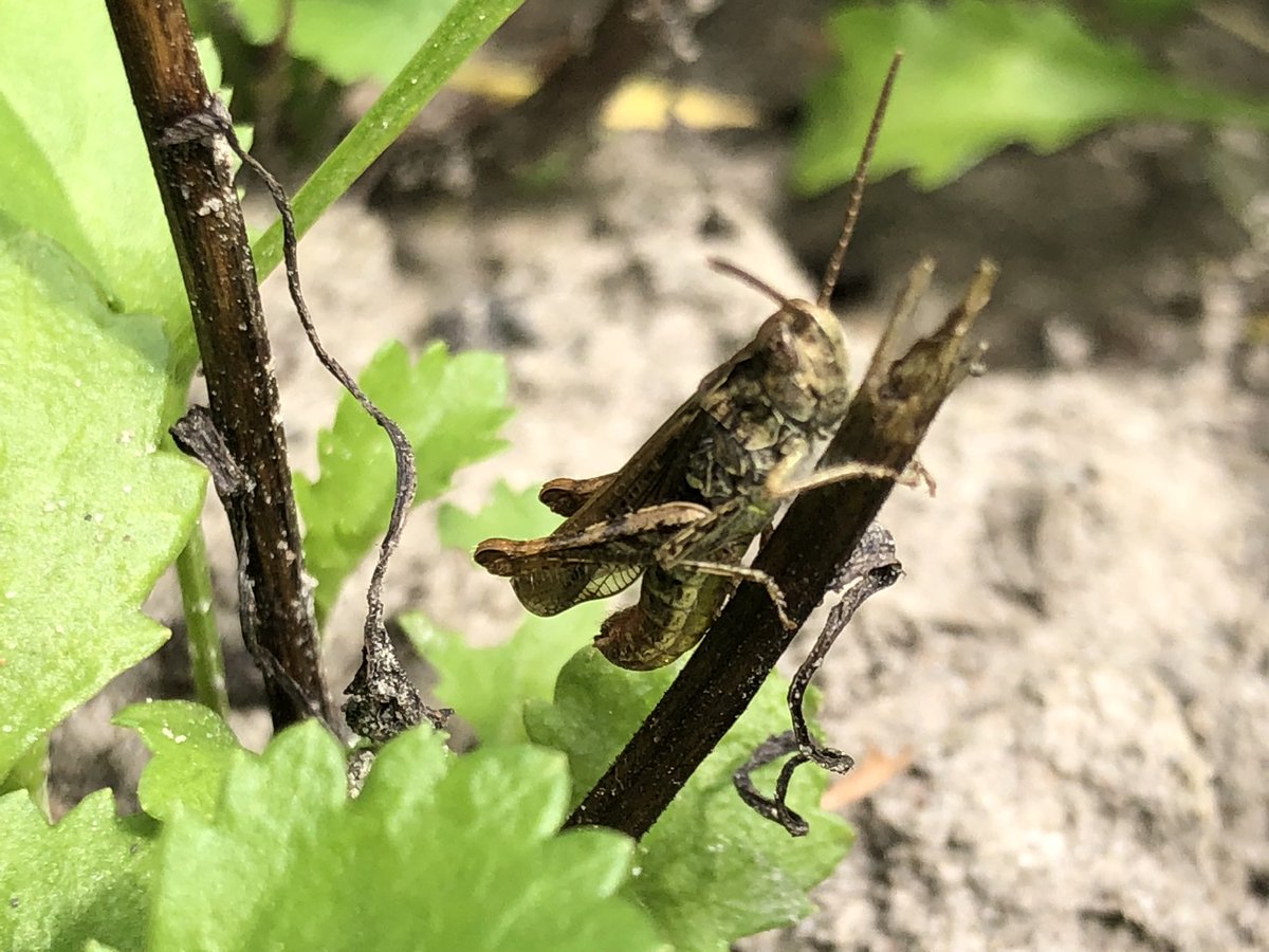 Grüße aus dem Garten