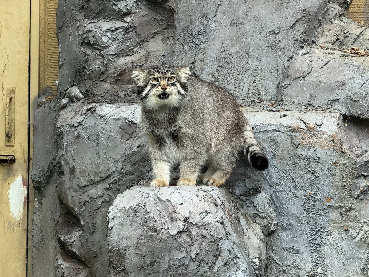 asahiyamazoo1's tweet image. 昨日のマヌルネコのグルーシャ
#旭山動物園 #asahiyamazoo
#マヌルネコ #pallasscat #グルーシャ