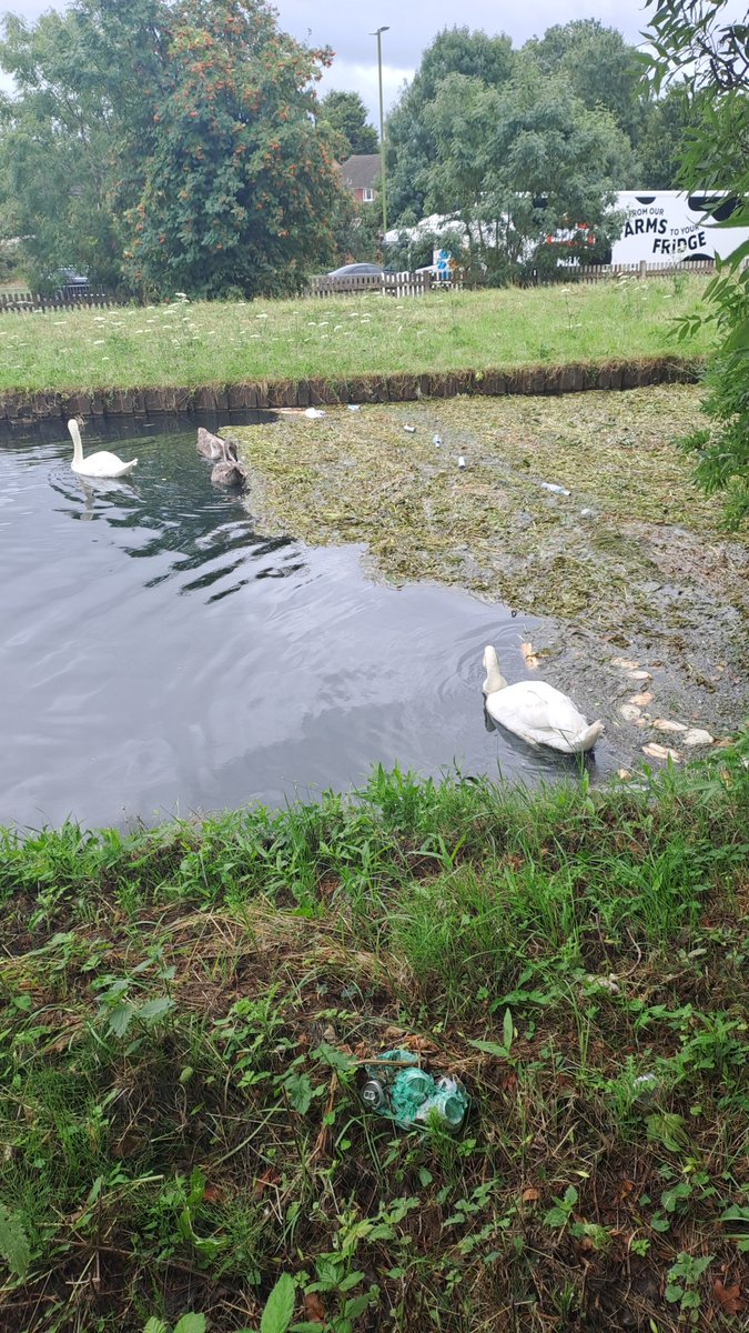 p_seeby's tweet photo. Loved my #Cheshunt long walk and little run .Sorry @thameswater to see the #Newriver block again along with #litter .Reported to @BroxbourneBC .we carry on working to get #Broxbourne and @hertscc to work better on Litter and #Greenwork https://t.co/aSaMKc8ahN