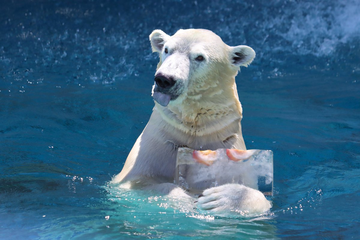 hkgskb's tweet image. 夏らしい写真が撮れました。

2025.7
#天王寺動物園 #ホッキョクグマ #ホウちゃん
