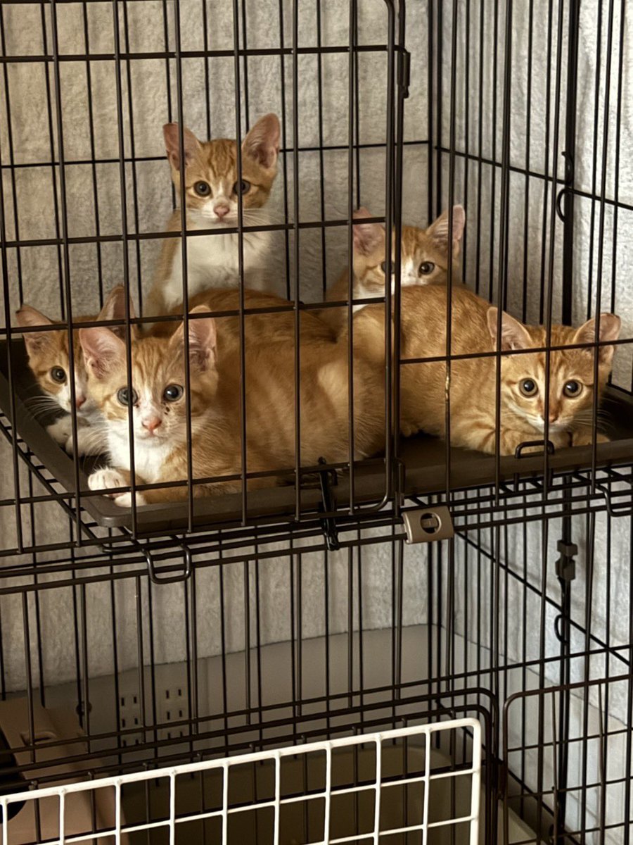 7/16〜7/19まで トラップを設置 していたTNR現場の子猫たちは お見事