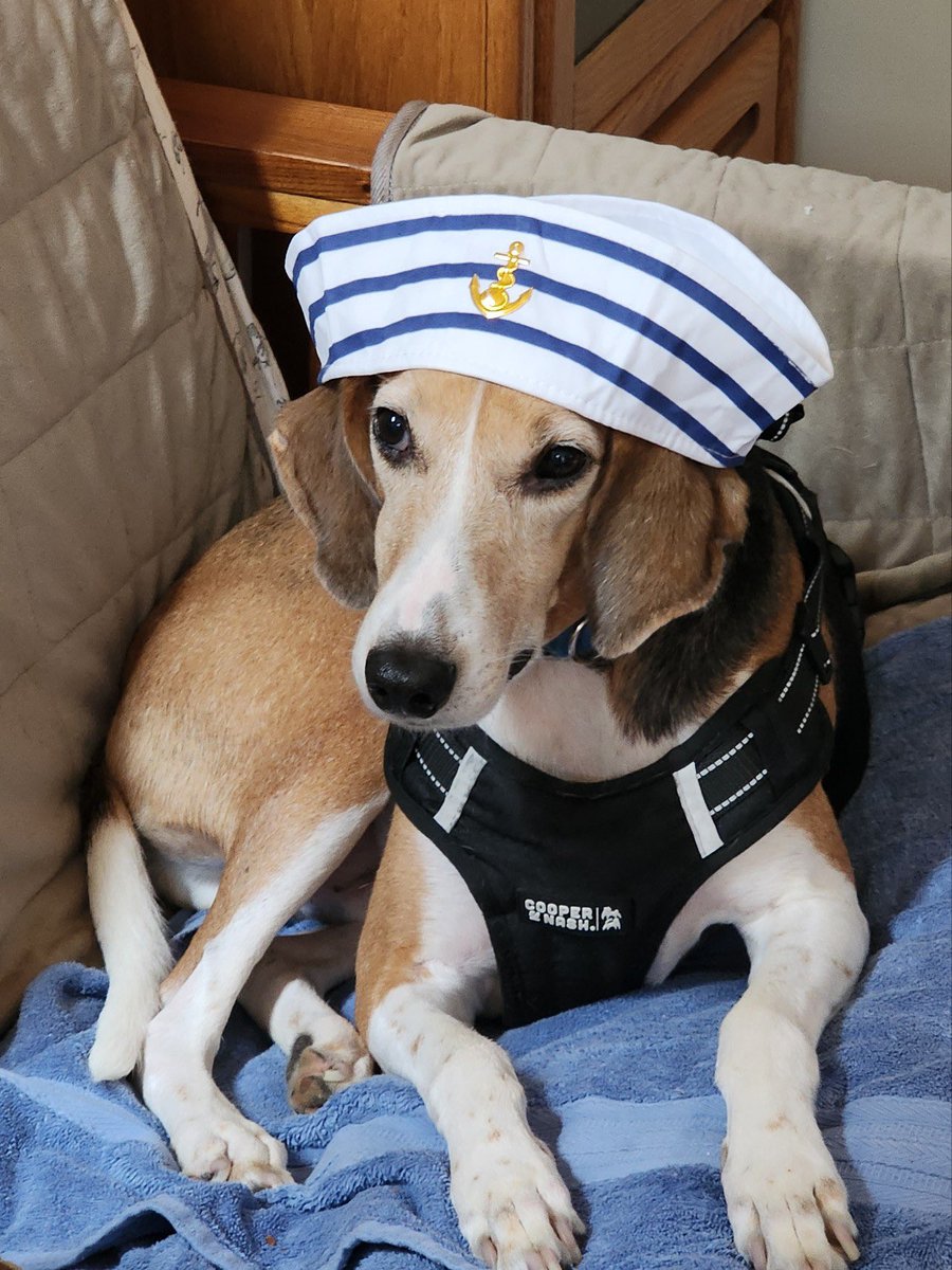 One year later….
Happy Gotcha day buddy Sailor 🥺♥️♥️♥️!