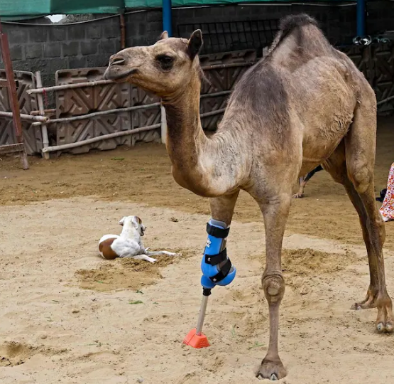 SB66M's tweet image. You know we averted WW3 when you wake up and see this on front of the day's newspaper : a Pakistani camel can walk again.