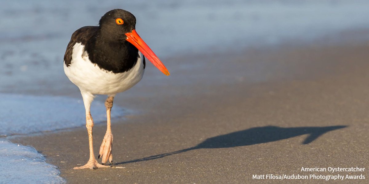 audubonsociety's tweet image. This distinctive shorebird was disappearing from its coast-hugging habitats. So a network of conservationists bet big on a business plan to turn its fate around—and won. bit.ly/44QMPbi
