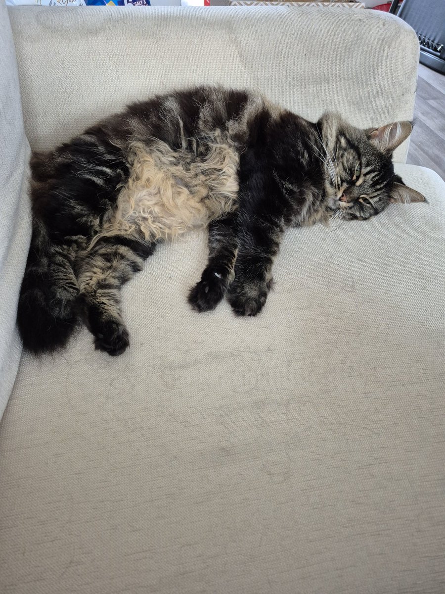 rlgk38's tweet image. @sortedfood am loving the live weekend, cat not so impressed #doingthyme