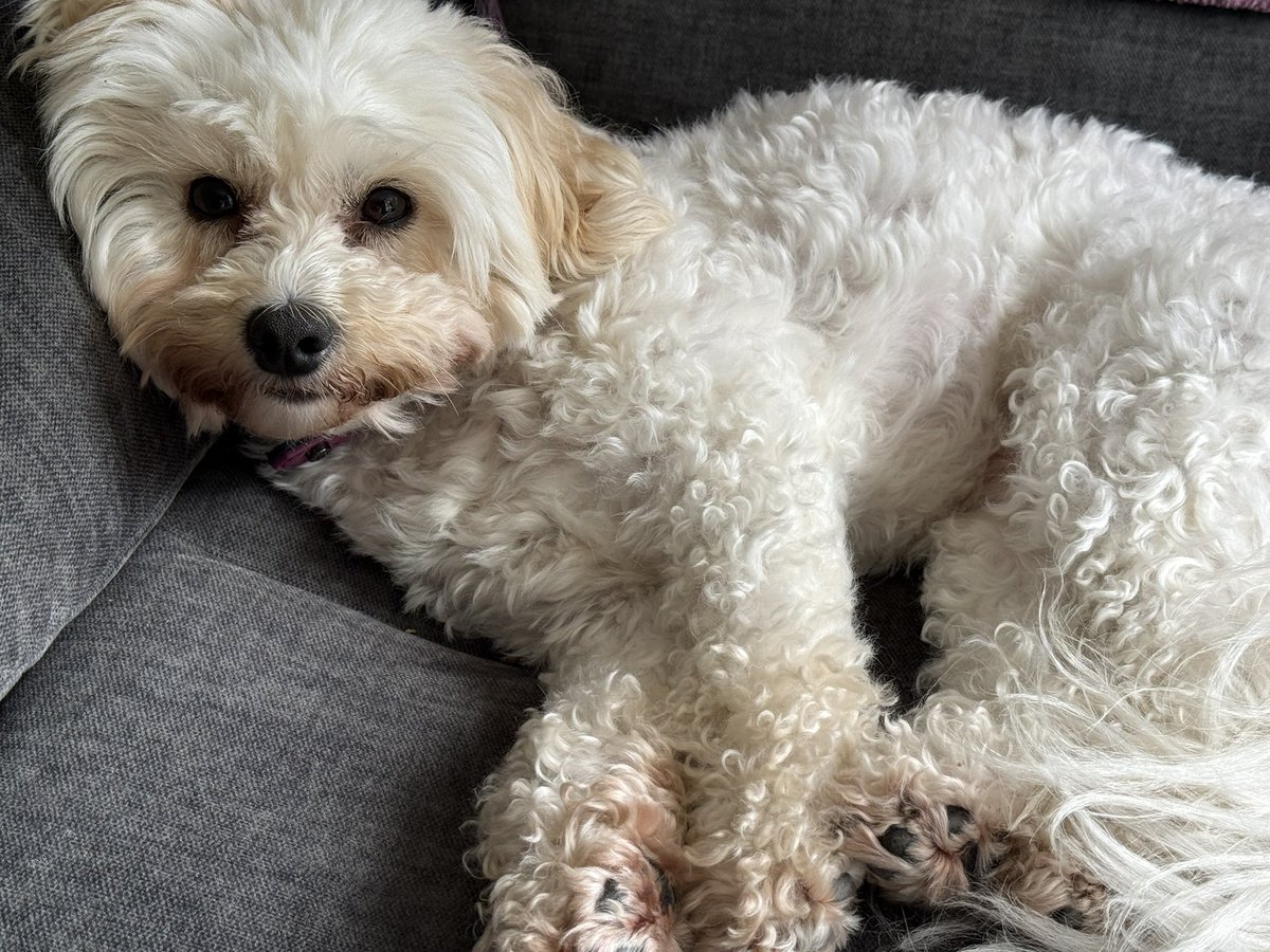 Mandy Griffin ⚒️🇬🇧🐩🐩🐈 (@mandygriffin) on Twitter photo 