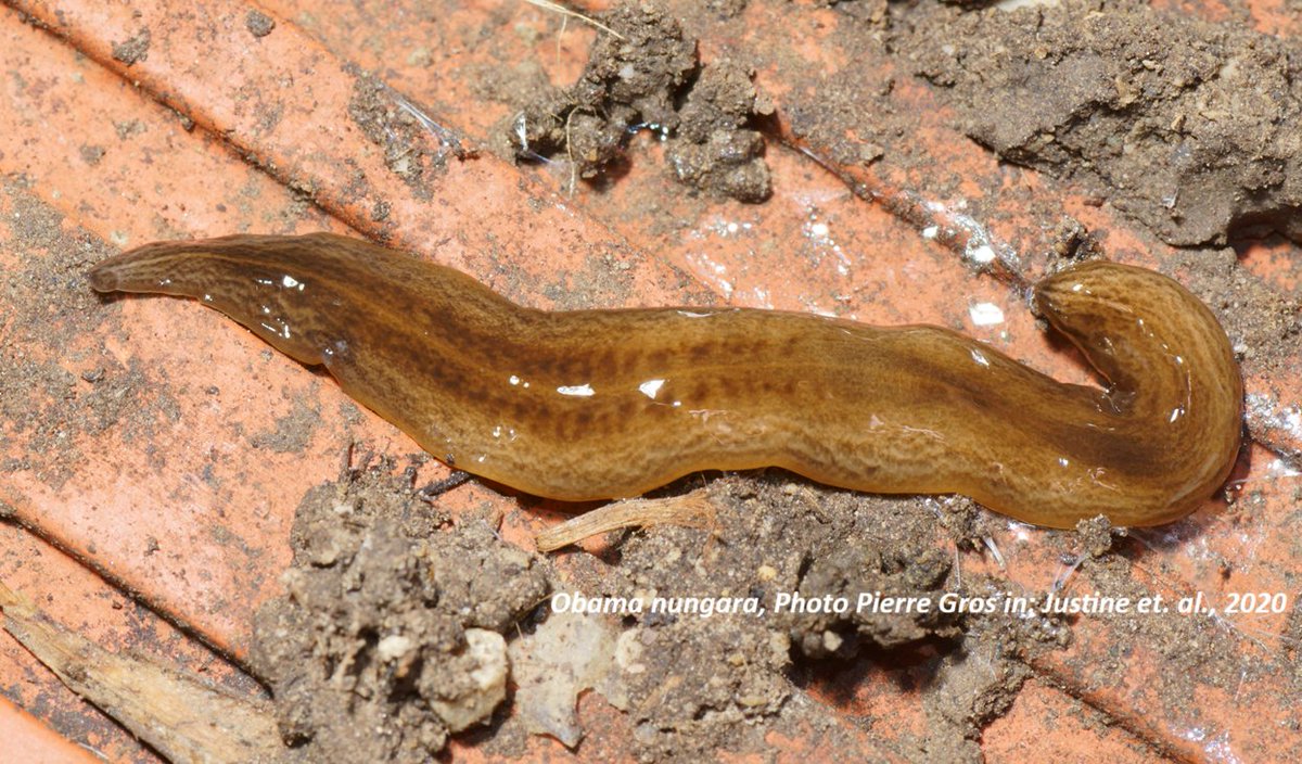 EU_Aliens's tweet image. 🧐26 #InvasiveAlienSpecies added after a thorough scrutiny of Pest Risk Assesments to the list of Union concern (EU Reg. 1143/2014) by COMMISSION IMPLEMENTING REGULATION (EU) 2025/1422
of 17 July 2025, bringing the total of regulated organisms to 114 👉europa.eu/!k7cFyB