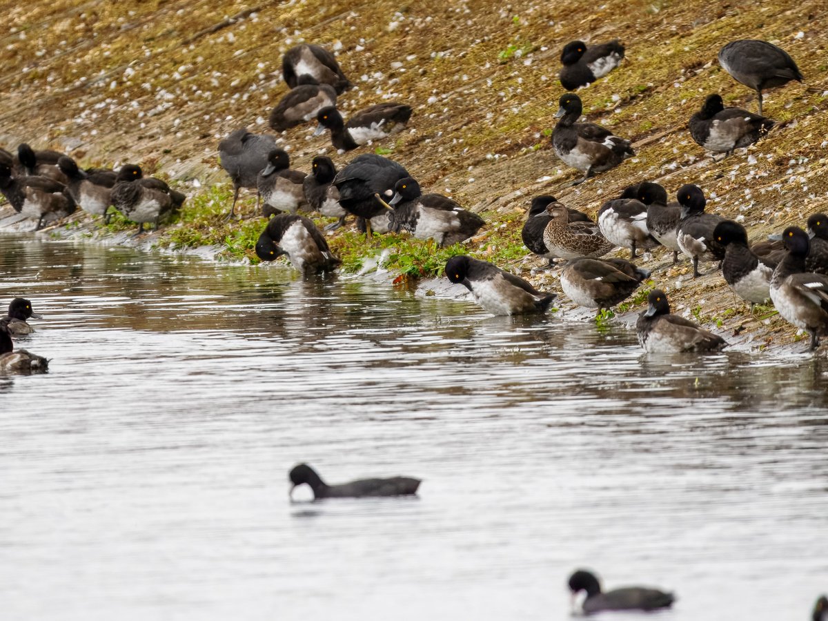 Elliott81758817's tweet image. Another decent day on Patch at Walthamstow Wetlands. Finally, Patch ticked Coal Tit which are pretty scarce here! Also, the Garganey reappeared, another Whimbrel, 29+ (!) Common Sandpipers, Yellow Wagtail and more!