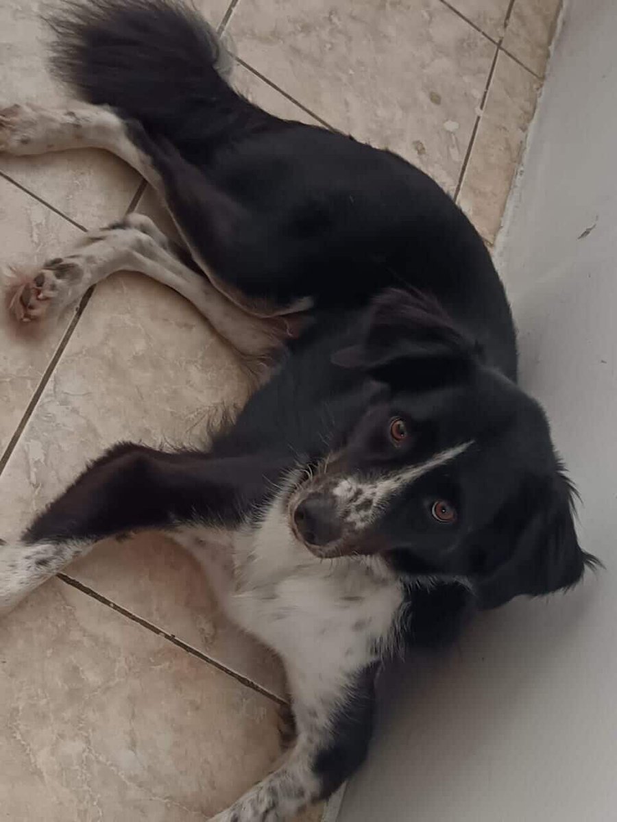 AlertaMePerdi's tweet image. #PERDIDO #GUAYAQUIL
Nombre: #BENGY
Fecha: 18/07/25
Sector: Norte, Mucho Lote 1 Mz. 255
Sexo: Macho
Raza: Mestizo
Obsv.: Negro con pecho blanco, manchas blancas y negras en hocico, esterilizado
Contacto: 0983397875
¡Ayúdalo a volver con su familia!
#AlertaMePerdí