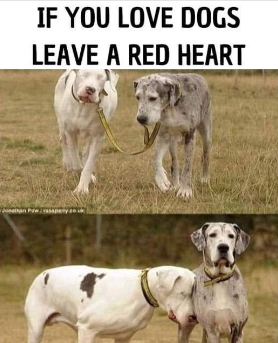 _XDogs's tweet image. She is blind, but he is her eyes, her path, and her everything.💝