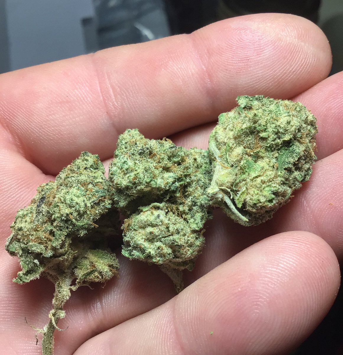 ApproachTheHerb's tweet image. Morning folks! Sunday AM #wakeNbake begins now with some “Gravity Cookies” (Zero Gravity X GMO Cookies)

Enjoy your Sunday! 😎💨💨