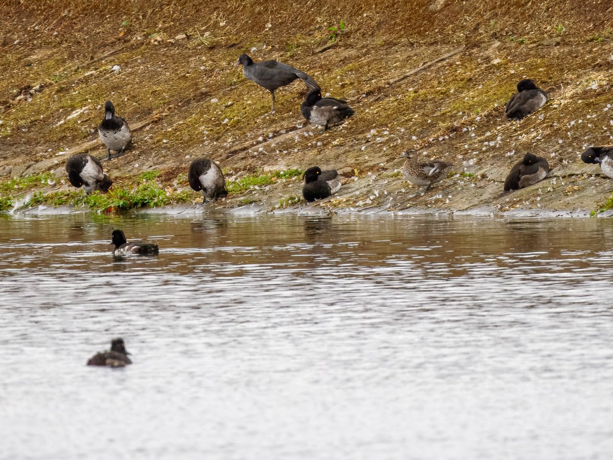 Elliott81758817's tweet image. Another decent day on Patch at Walthamstow Wetlands. Finally, Patch ticked Coal Tit which are pretty scarce here! Also, the Garganey reappeared, another Whimbrel, 29+ (!) Common Sandpipers, Yellow Wagtail and more!